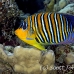 angelfish_regal_sa_si_h_0057_egy1496.jpg